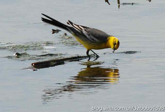 沙河观鸟 沙河观鸟
