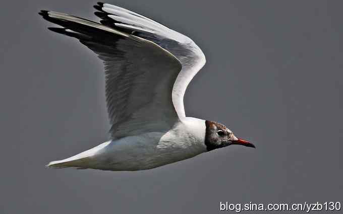 打到一只杓鹬，高兴ing鈥︹Γㄗ橥迹