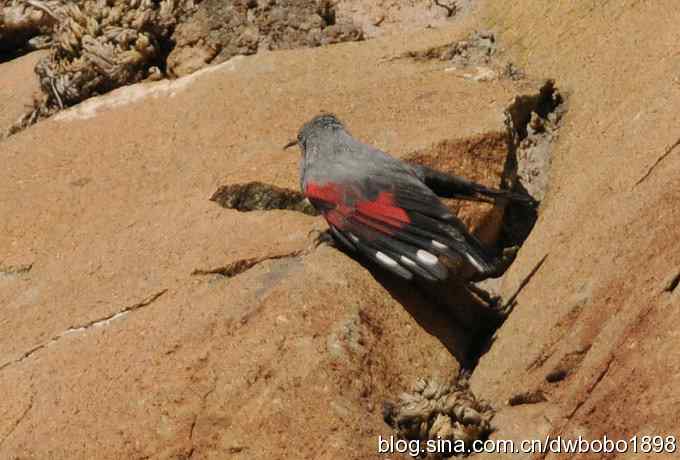 优雅红翅 旋壁山岩