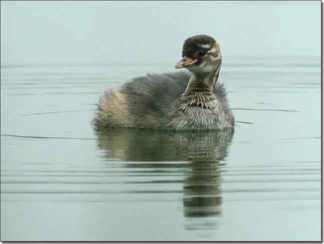 奥体公园观赏小鸊鷉