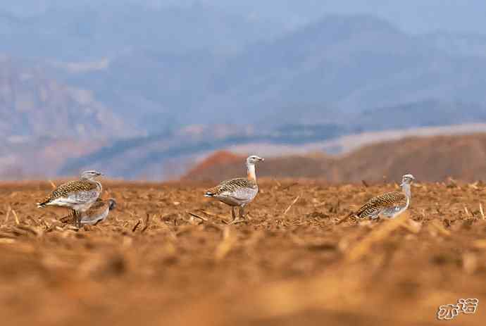 密云水库&nbsp;wbr路&nbsp;wbr大鸨