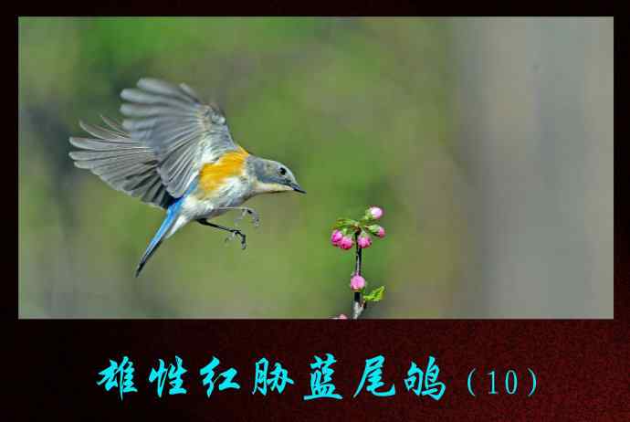 雄性红胁蓝尾鸲（10）