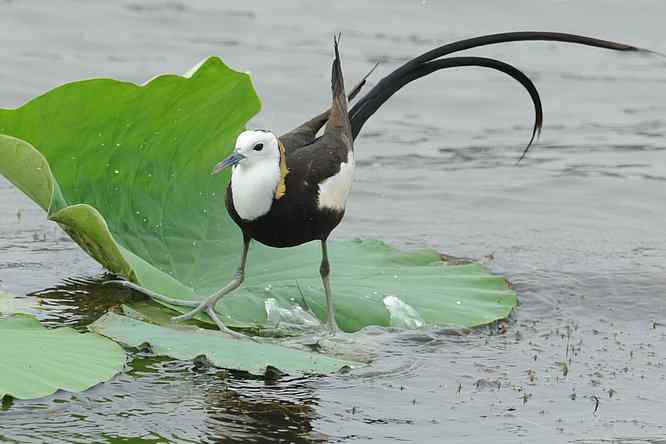 衡水湖印象(水稚)
