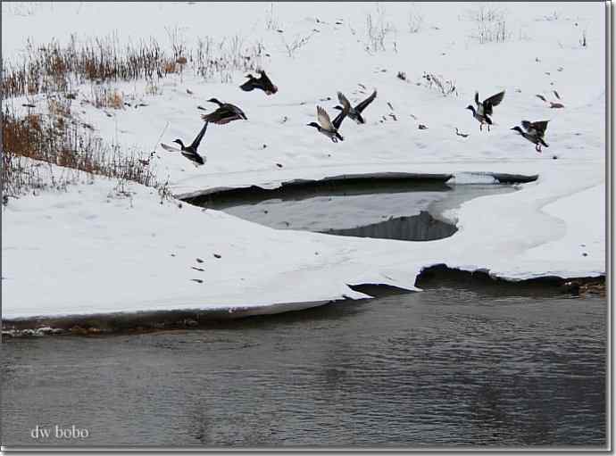 白河峡谷 鸟的乐园