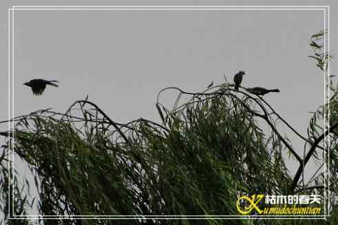 秋天-花-鸟【照片】