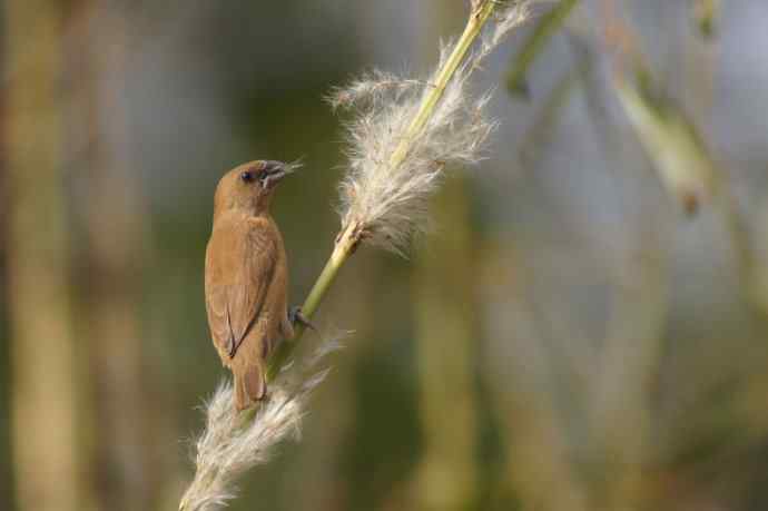 近几天拍到的鸟（拍鸟季来了鈥斺敼！）