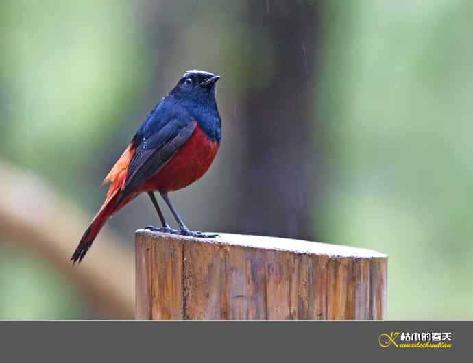 雨中的鈥湴锥ハ垛