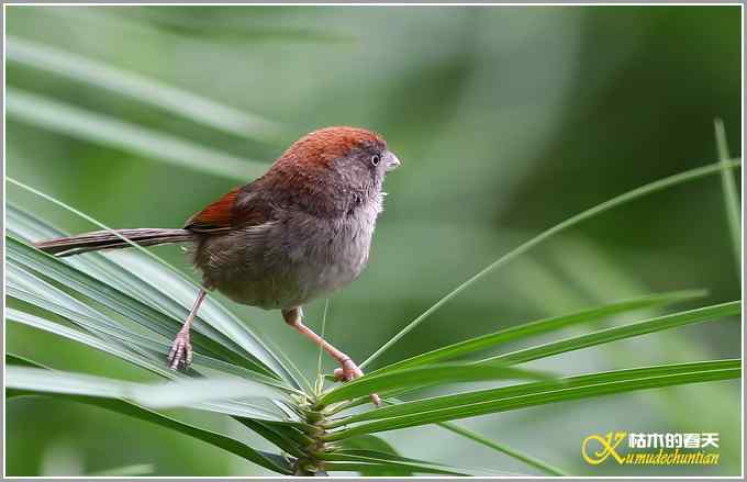 棕头鸦雀&bull;灰喉鸦雀【照片】