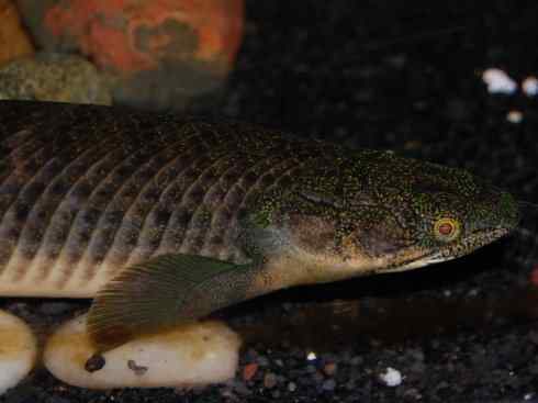 鱼类活化石:多鳍鱼 鱼类活化石:多鳍鱼