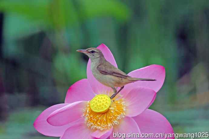东方大苇莺与荷花（7）