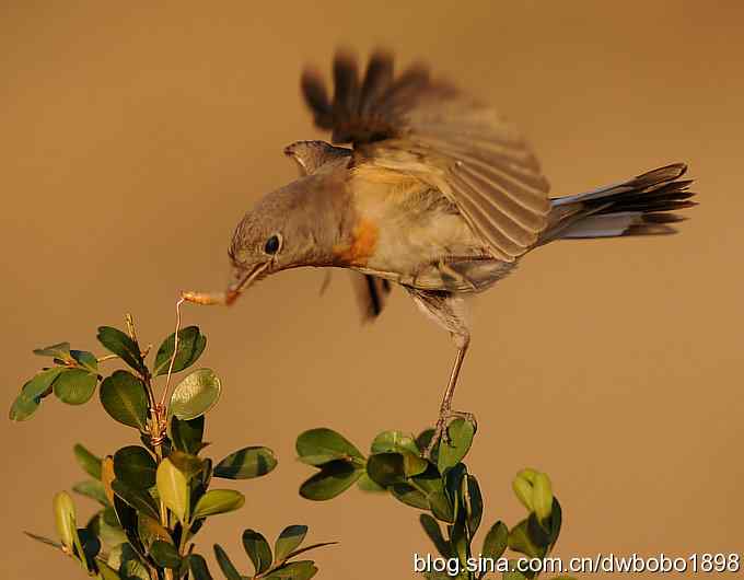 红胸姬鹟温暖的冬日