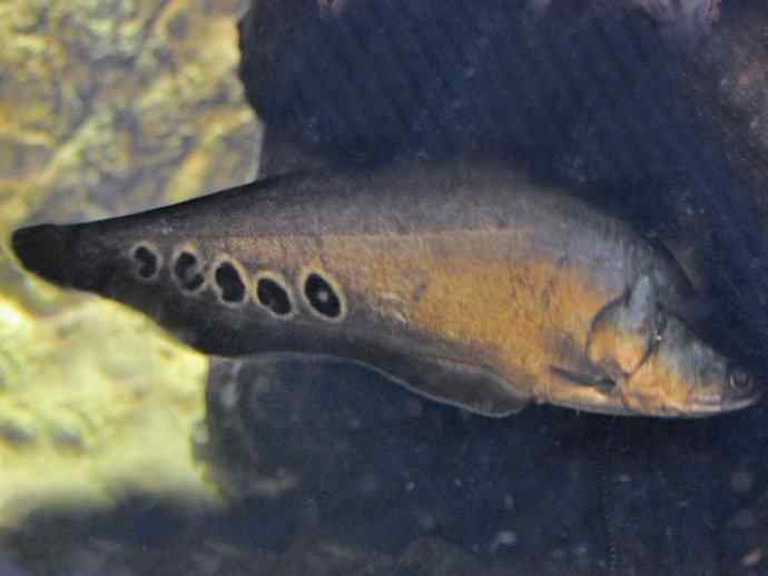 鱼类活化石：铠甲弓背鱼