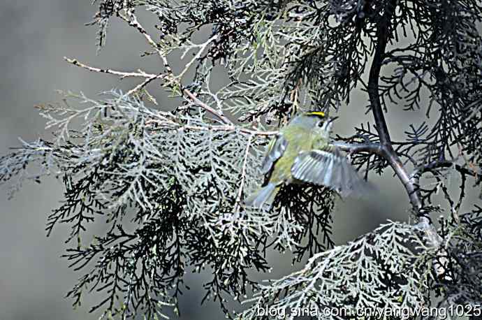 柏树丛中的戴菊 wbr2 柏树丛中的戴菊 wbr2