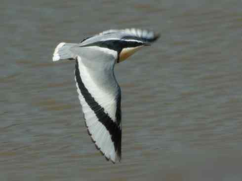 雀鸟也彪悍：与鳄共舞（埃及鸻）