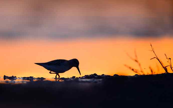 野鸭湖黄昏鸟影