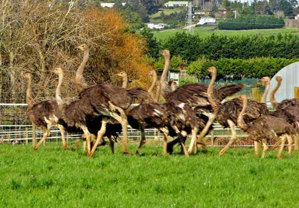 闯入新西兰鸵鸟园