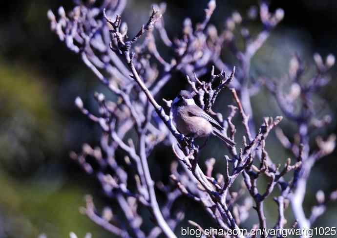 褐头山雀(2) 褐头山雀(2)