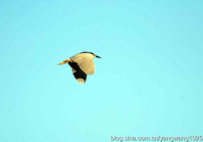 只有一只夜鹭（奥林匹克公园纪实）