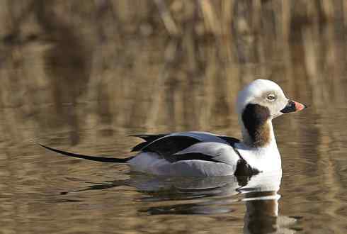 鸟类之最:欧绒鸭 鸟类之最:欧绒鸭