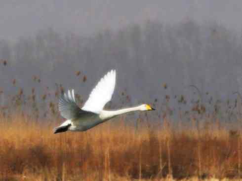 雁鸭之最之三 雁鸭之最之三