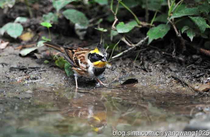 雄性黄喉鹀（4）