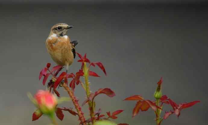 黑喉喜欢站花枝