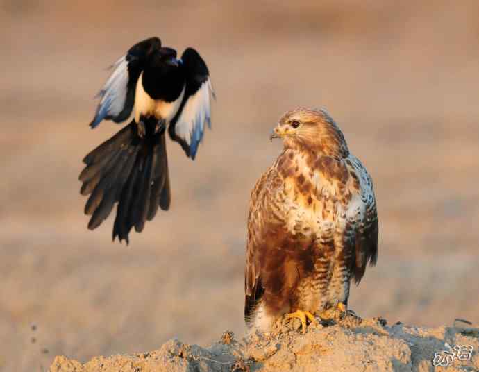 官厅水库&nbsp;wbr路&nbsp;wbr被喜鹊驱赶的毛脚鵟