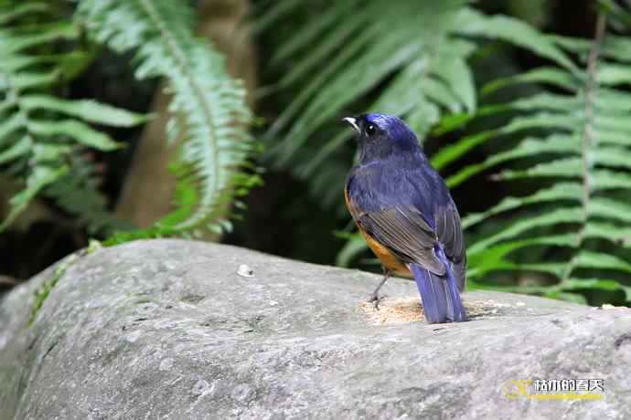 棕腹大仙鹟GG、MM