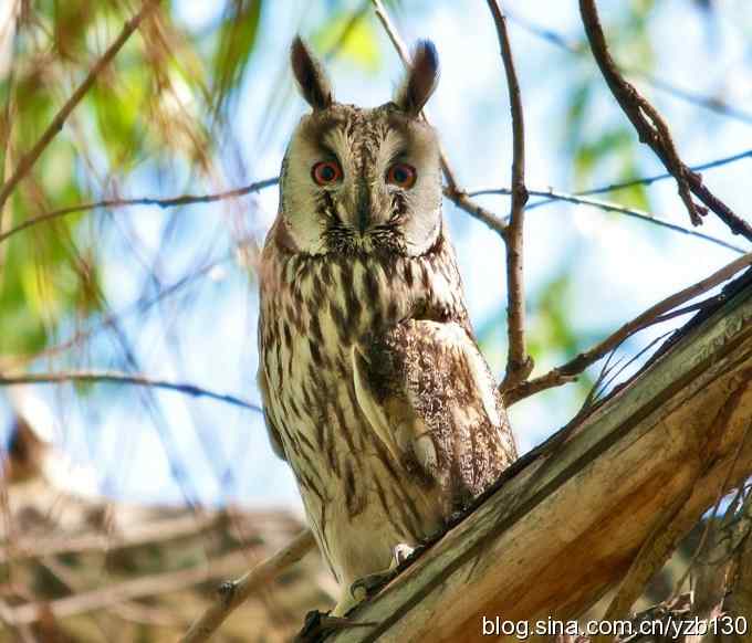 清晰版长耳鸮（组图，4张图片）