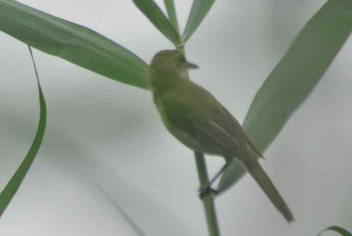 很难捕捉的苇莺 wbr1