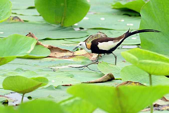 再上衡水湖 wbr续拍明星鸟