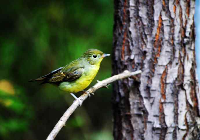 北京天坛公园的鸟类——回顾2011年（绿背姬鶲）