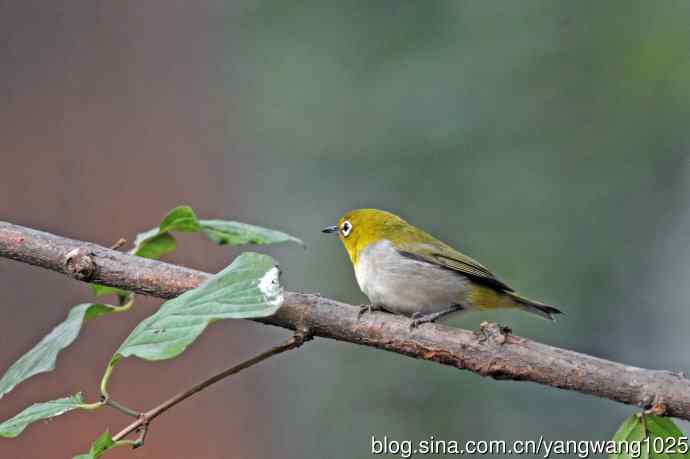 杂片(黄腹山雀、暗绿绣眼鸟、雌性红胁蓝尾鸲、黄腰柳莺) 杂片(黄腹山雀、暗绿绣眼鸟、雌性红胁蓝尾鸲、黄腰柳莺)