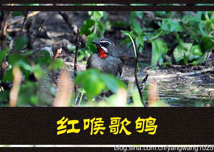 红喉歌鸲（雄性）续2