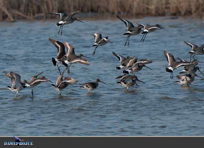 迁徙的鸟：群飞的黑尾塍鹬