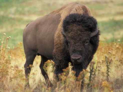 动物世界：山寨还是原创之九