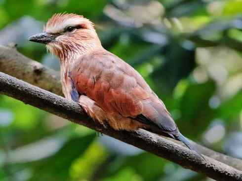 绝色攀禽：佛法僧目之佛法僧2