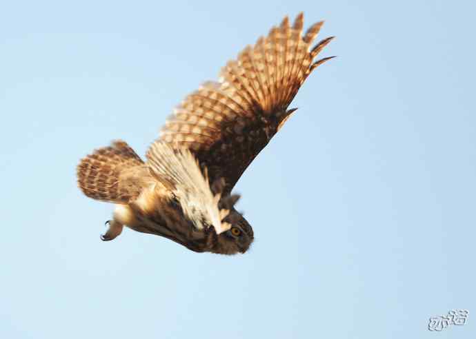 白河峡谷的纵纹腹小鸮