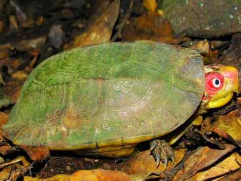 玄武：传说的兽原型探秘（潮龟）