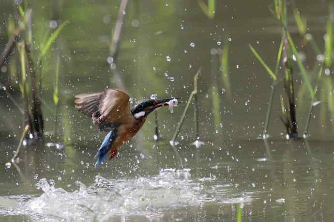 220.可爱小翠--飞姿图