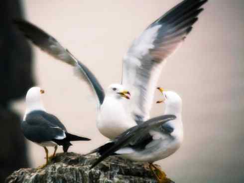 白头鸟系列：另类的美丽10（海鸥）