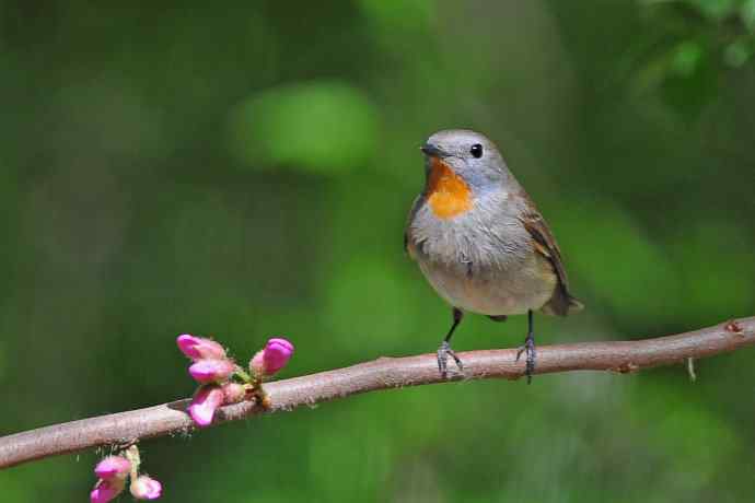 雄性红喉姬鹟（6）