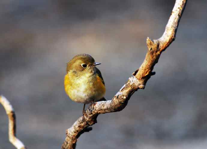 雌性红胁蓝尾鸲(21) 雌性红胁蓝尾鸲(21)