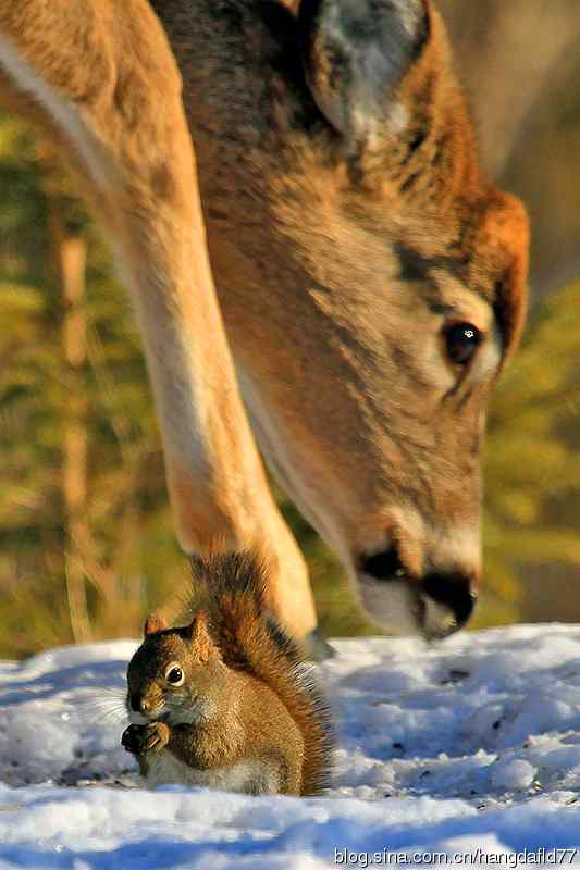 红松鼠与白尾鹿