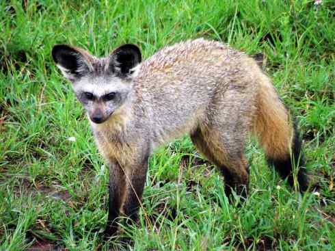 犬科：狐亚科之大耳狐