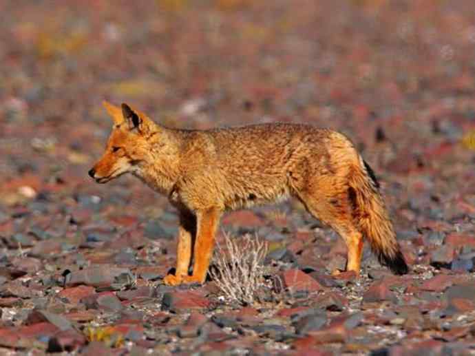 犬科：狐亚科伪狐属之阿根廷狐、山狐、达尔文狐