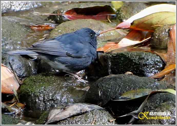 鈥溊垛澯脞湴租潯菊掌