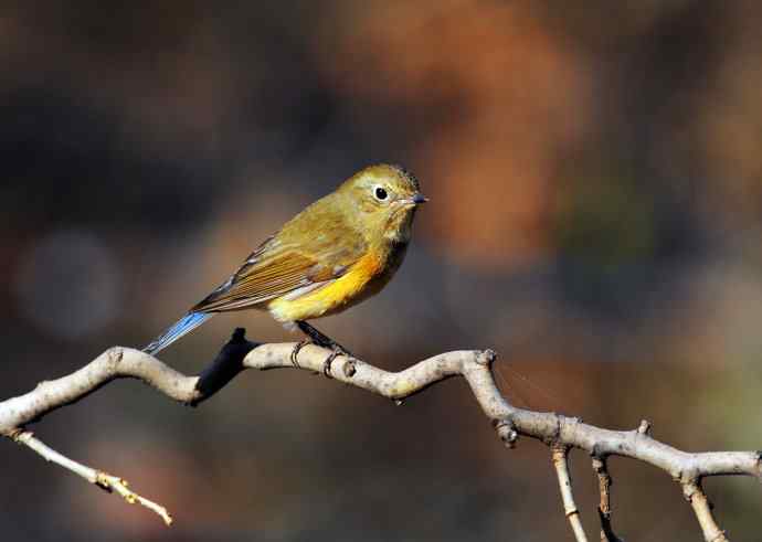 雌性红胁蓝尾鸲（16）