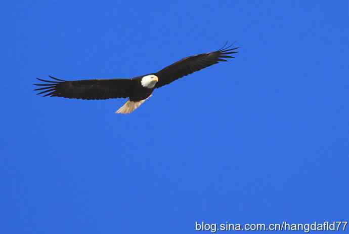 白头海雕