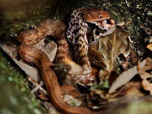 龙:传说的兽原型探秘(游蛇类) 龙:传说的兽原型探秘(游蛇类)